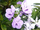 Enlarge photo 87