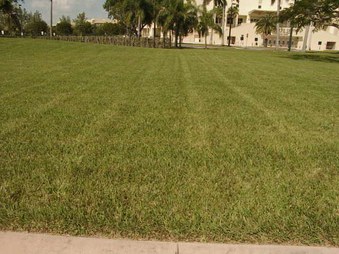 grass at Bank United Ctr