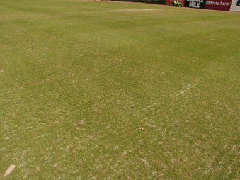 grass on baseball field