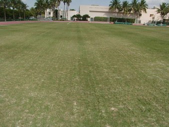 grass on cobb field
