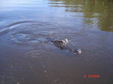 Enlarge photo 154
