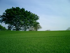 Enlarge photo 83