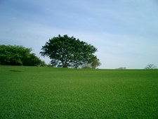 Enlarge photo 85