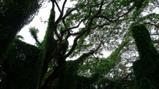 Enlarge photo 78