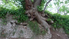 Enlarge photo 87