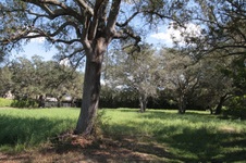 Enlarge photo 264
