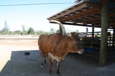Enlarge photo 96