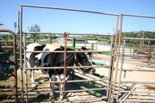 Enlarge photo 97