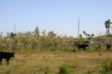 Enlarge photo 100