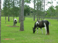 Enlarge photo 348