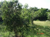Enlarge photo 82