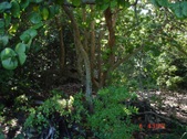Enlarge photo 83
