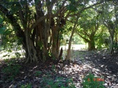 Enlarge photo 84