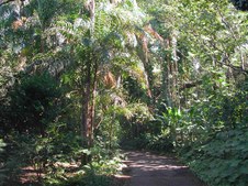JUNGLE FEEL