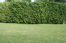Enlarge photo 99