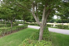 Enlarge photo 129
