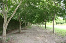 Enlarge photo 151