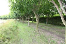 Enlarge photo 156