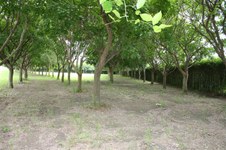 Enlarge photo 161
