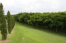 Enlarge photo 172