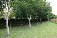 Enlarge photo 181