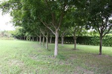 Enlarge photo 182