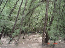 Enlarge photo 52