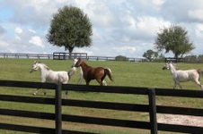 Enlarge photo 49