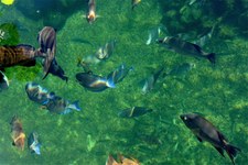 Seaquarium
