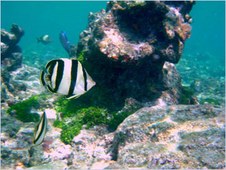 Enlarge photo 48