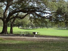 TREES & ROLLING HILLS-FLA
