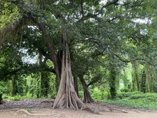 Enlarge photo 13