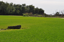 Enlarge photo 303