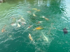 Enlarge photo 186