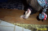 Enlarge photo 15