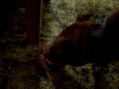 Enlarge MOV 32