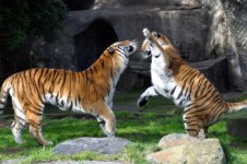Animals