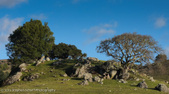 California Countryside