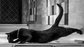 Cats!