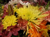 Fuji F31 and F20 photos