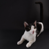 Enlarge photo 19