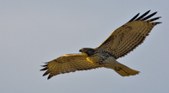 Raptors