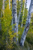Enlarge photo 15