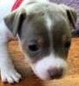 PURDYPAWS RAT TERRIERS - 8 PUPPIES