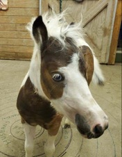 Minature Horses