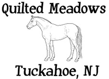 My Tennessee Walking Horses
