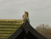 Enlarge photo 35