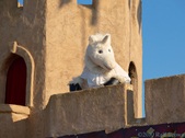 Enlarge photo 42