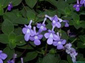 Enlarge photo 16