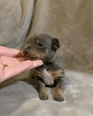 Enlarge photo 4
